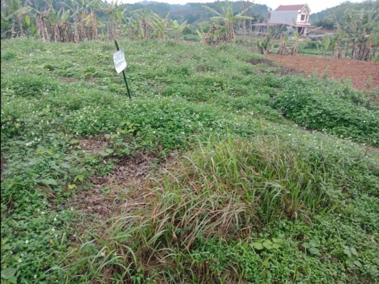 Bán đất nền chính chủ tại đầu cầu pò lọi thị trấn lộc bình Lộc bình lạng sơn