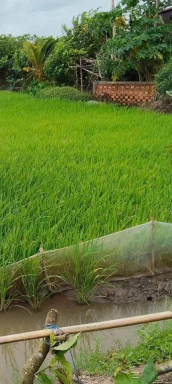 Ông bạn cần bán nhớ đăng phụ bán đất ruộng 3,6 công có thể lên vườn mặt tiền 15,7m