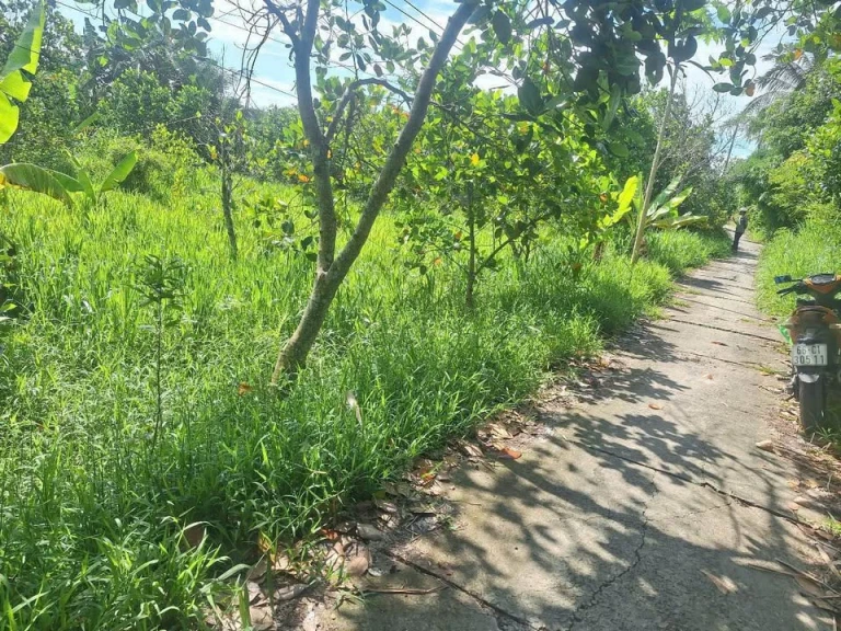Em còn 1 Nền duy nhất giá 250 triệu.