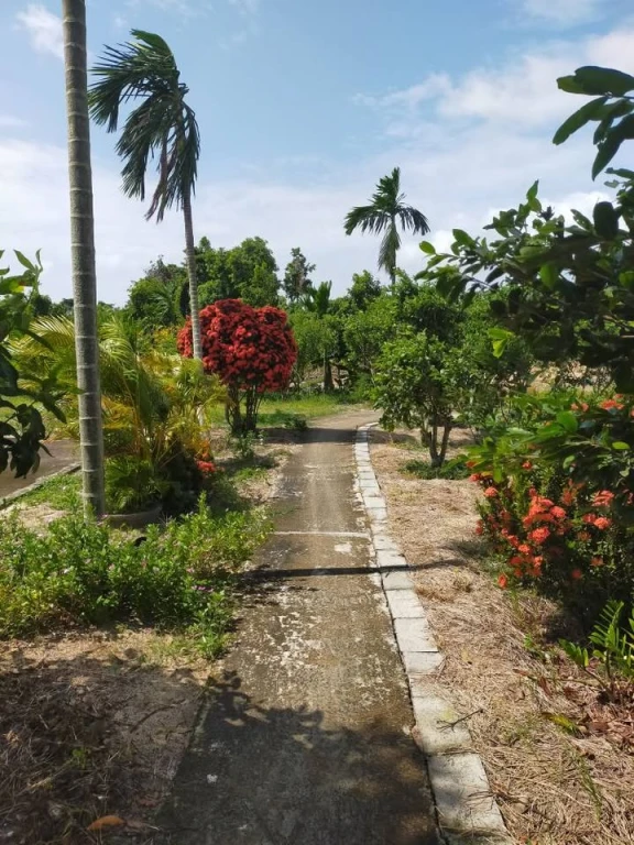 Cần Bán 1 xào 7 CLN Phú Cường - Phú Long Phan Thiết