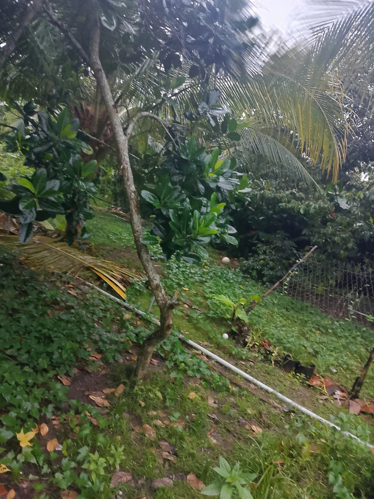Chủ bán rẻ nền PHÚ AN gần bờ kè Thị Trấn Cái Bè.