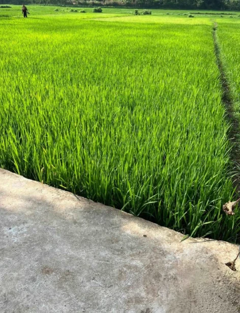 Cần bán gấp ruộng tại sau chợ km 19 xã ea knuec Krông Pắc