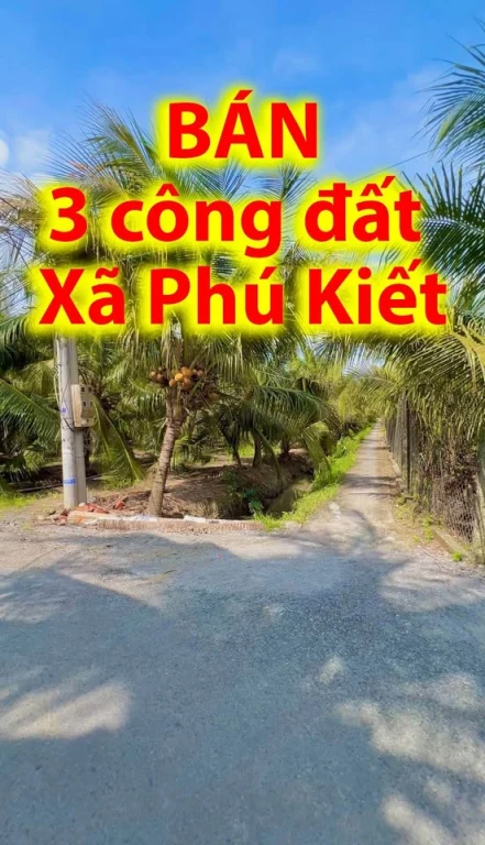 Bán 3 công đất đang trồng dừa, Phú Khương C,Phú Kiết, CG, TG.