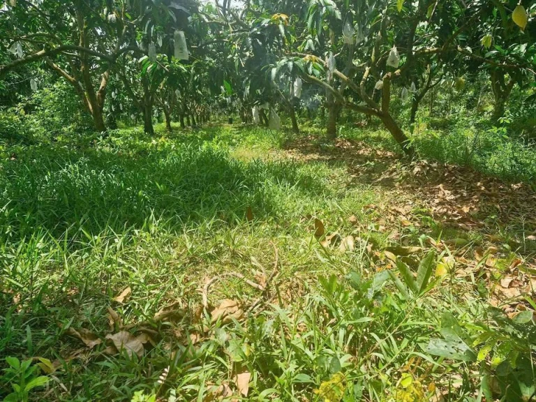 Bán 6c5 vườn xoài bình Trung CaoLãnh ĐồgTháp.