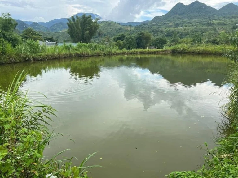 Bán Đất trang trại có ao ,Đất ruộng lúa , Đất trồng cây hàng năm
