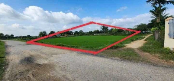 ĐẤT SÀO MẶT NHỰA – TRŨNG LIÊM, HÀM CHÍNH – H.THUẬN BẮC