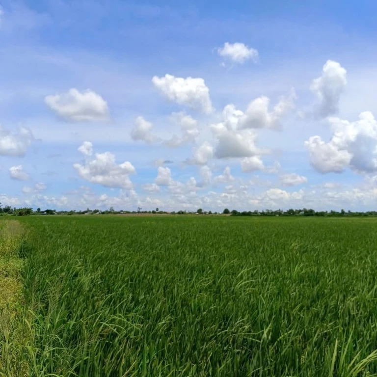 Bán hơn 7 công đất mặt tiền kênh cách lộ dal 100m , Hồ Đắc Kiện, Châu Thành, ST