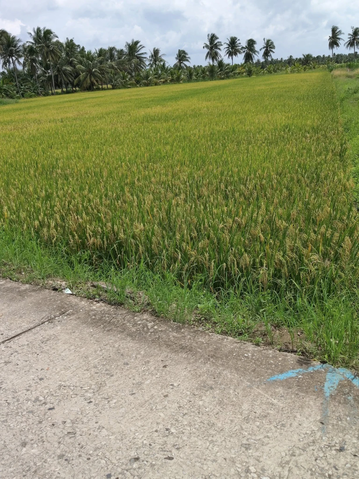 Cần bán 5400m cây hàng năm ngang 54×100 thuộc Ấp Tân Hội,Tân Thạnh,Long Phú(Sóc Trăng cũ)