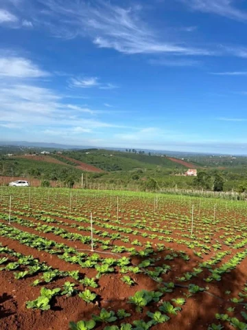 🌳 BÁN ĐẤT NỀN ĐẸP – HOÀI ĐỨC, TÂN HÀ, LÂM ĐỒNG 🌳