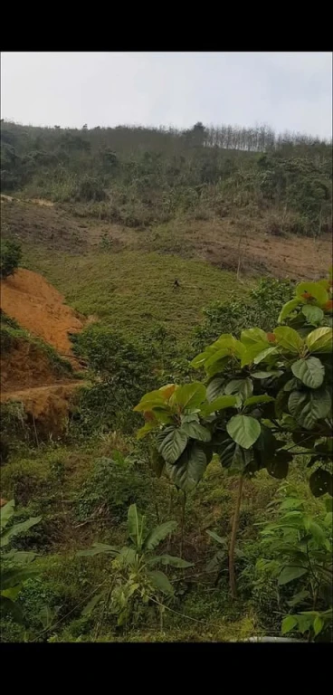 Cần tiền bán Gấp. 7ha Trang trại.