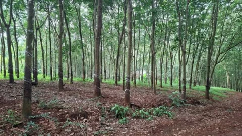🌳 BÁN ĐẤT CAO SU TÂN LỢI – DIỆN TÍCH 5.8 MẪU