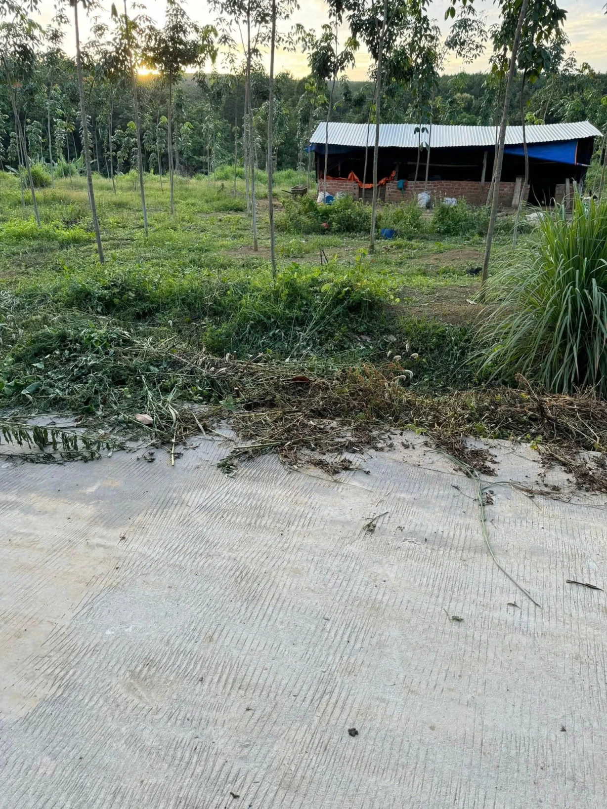 CHÍNH CHỦ CẦN BÁN ĐẤT ĐẸP - ẤP 5, LỘC ĐIỀN, LỘC NINH, BÌNH PHƯỚC