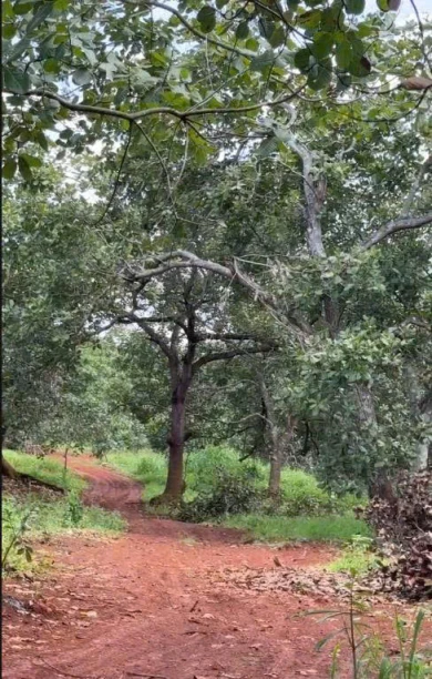 CHÍNH CHỦ  CẦN BÁN 4 MẪU ĐẤT SÁT TRỤC ĐƯỜNG - DT 753  ĐỒNG PHÚ, BÌNH PHƯỚC CHỈ 8 TỶ/MẪU