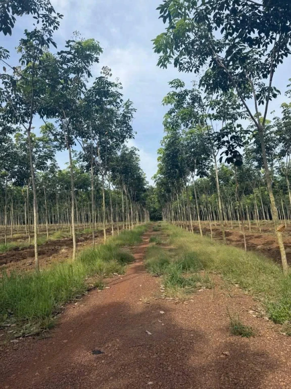 SIÊU PHẨM ĐẤT TÂN THÀNH – THỊ XÃ ĐỒNG XOÀI - BÌNH PHƯỚC-  MẶT TIỀN Ô TÔ 333m