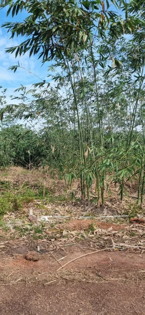 CHÍNH CHỦ CẦN BÁN NHANH ĐẤT 154M² TẠI XÃ TRỪ VĂN THỐ – HUYỆN BÀU BÀNG, TP. HỒ CHÍ MINH