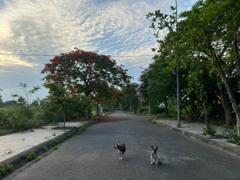 Bán đất nền biệt thự gần công viên tại Anh Dũng 6 - Trung tâm quận Dương Kinh - HP