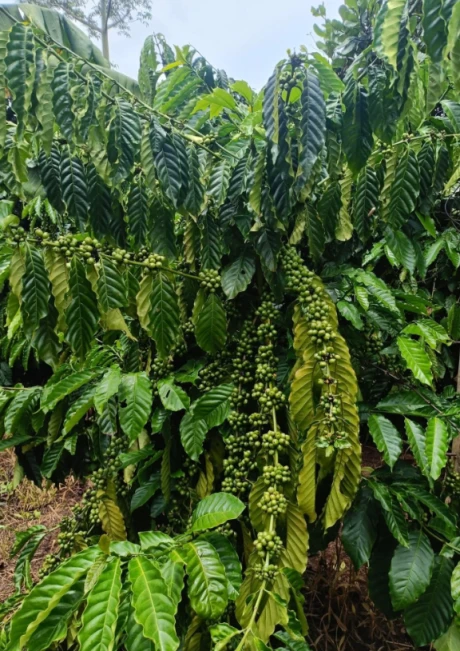 Cần bán 5,6 sào cf đẹp có 200 trụ tiêu