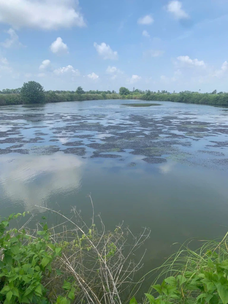 Bán đất vuông ấp 5 xã Khánh Tiến (cũ), Cà Mau  - Diện tích : 5,2 công tầm. Mặt tiền 79m.