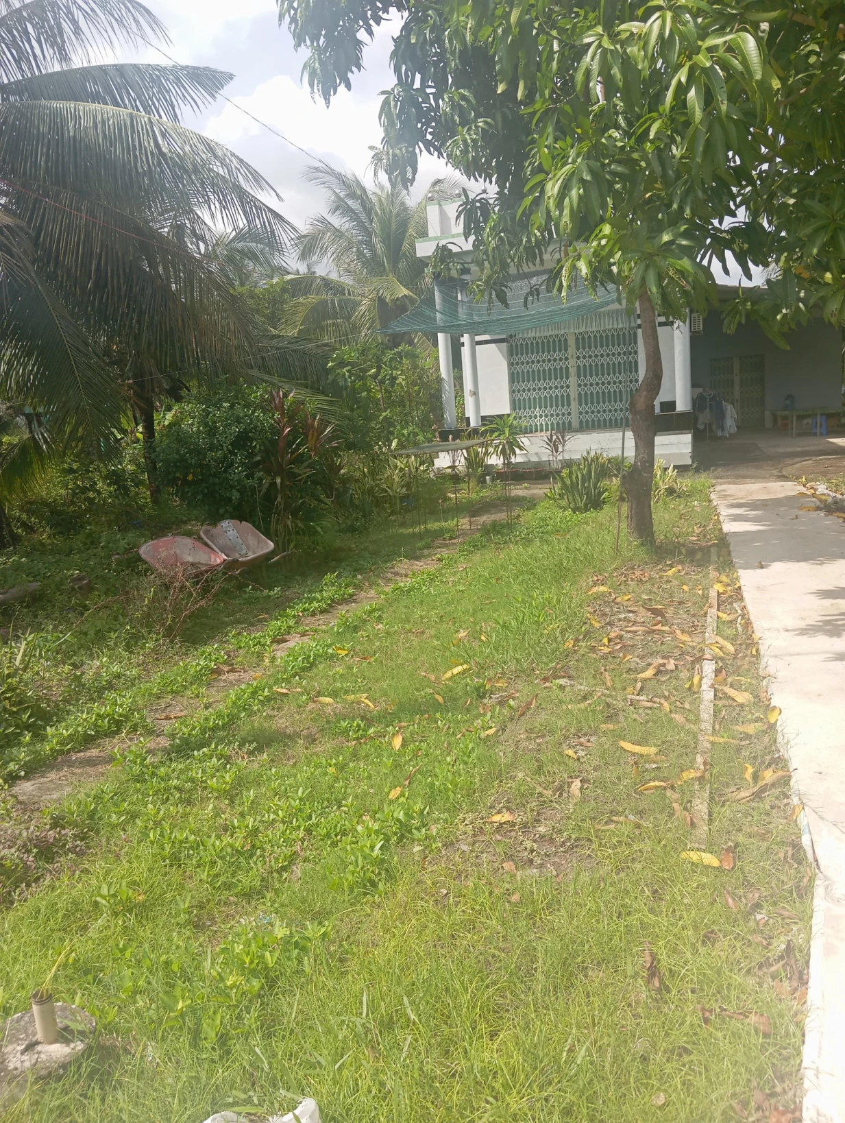 Bán vuông tặn nhà luôn,40c lớn bánb1c 100tr 1296,vuông đẹp nhà mới lộ 3m xe lớn vi vu,đầm dơi xả tân thuận