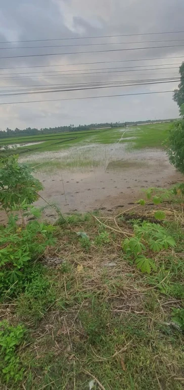 - Bán đất DT 32x160m (thực tế theo giấy) giáp đường Gạch Ráng - Tắc Thủ toạ lạc ấp Lưng Bạ, xã Khánh Bình Đông huyện Trần Văn Thời, tỉnh Cà Mau. Đất trồng lúa.