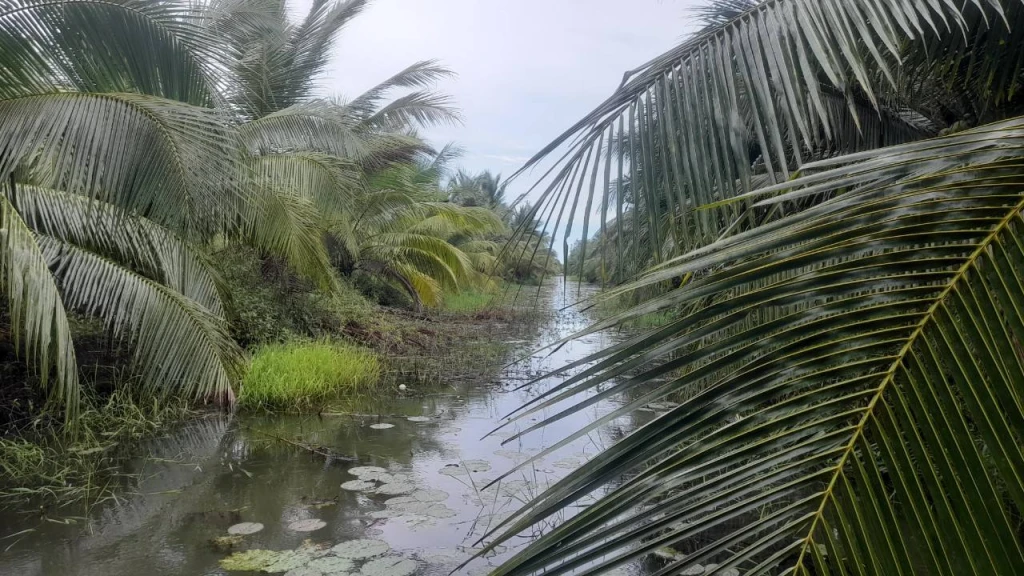 CHỦ GỬI BÁN  LỘ 2M   Giá : #90tr công LỚN   Gồm 41 công nhỏ ( bao xổ ) 32 CÔNG LỚN