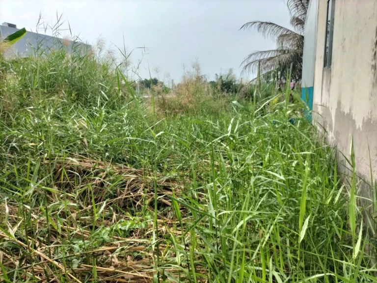 Bán lô đất p8, Mặt bằng kênh 26/3, cách trường Lương Thế Vinh 700m. Lộ nhà nước 2,5m .