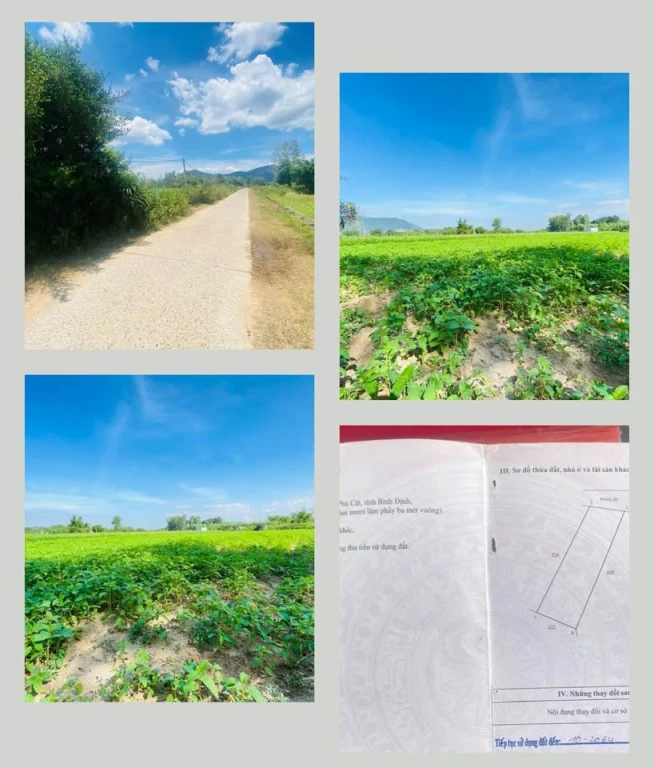 Diện tích hơn 500m đất ( đất vườn trồng cây )