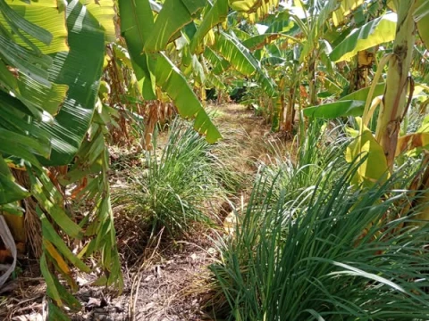 Nền lộ nhựa láng trâm....  DT 42x120.(300) thổ cư mặt tiền lộ nhựa láng trâm  Đất có mặt bằng.có ao cá ...