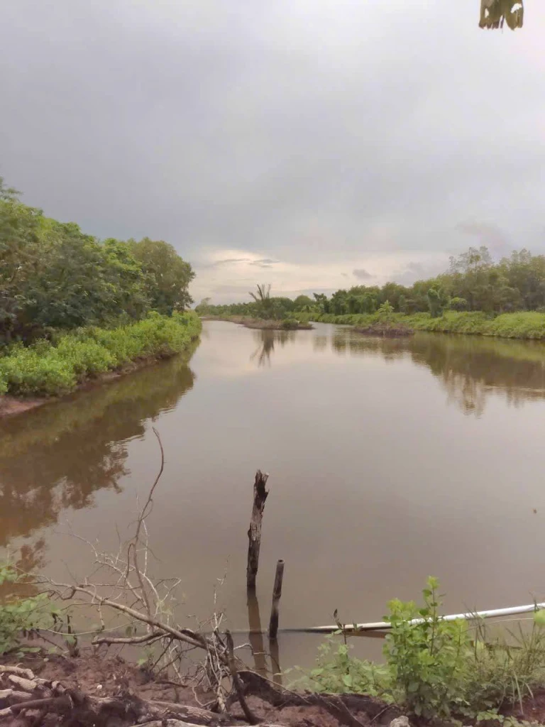 Bán đất nuôi trồng thủy sản - Ấp Kinh Đào, Xã Lâm Hải, Huyện Năm Căn, Tỉnh Cà Mau.