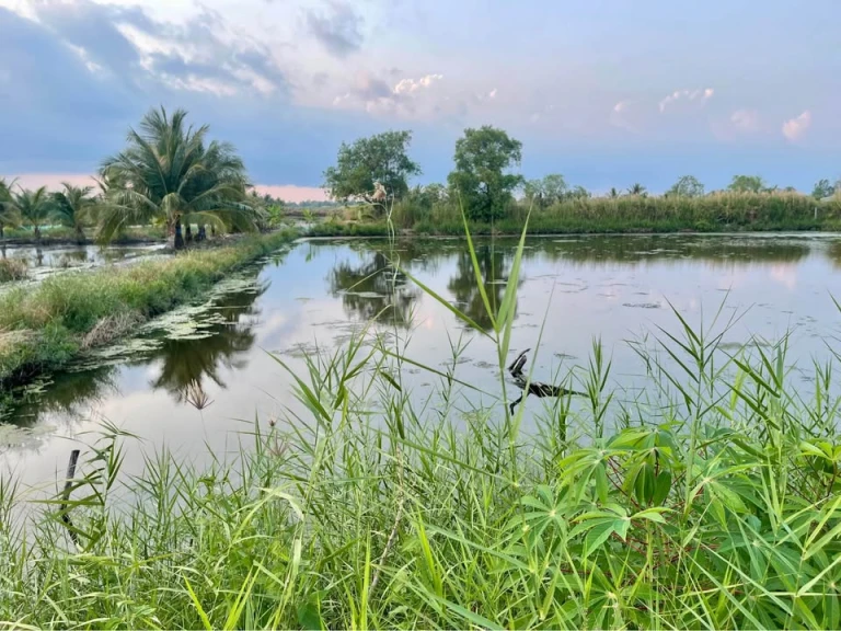 Bán đất Khóm 2 Phường Tân Xuyên kênh thống nhất đường ra CA Thành Phố Cà Mau .