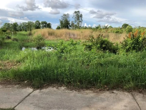 Bán đất gần cầu Bạch Ngưu Tp Cà Mau, Cách khu nhà ở CBNV Khí điện đạm 3km.