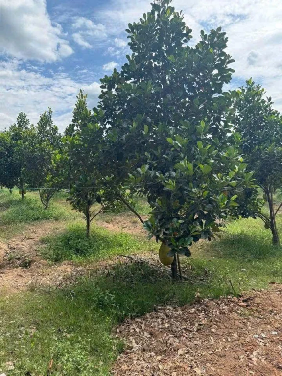 🌳 Bán vườn mít đang thu hoạch – đất đã có rào kiên cố bao quanh, an toàn và gọn gàng.