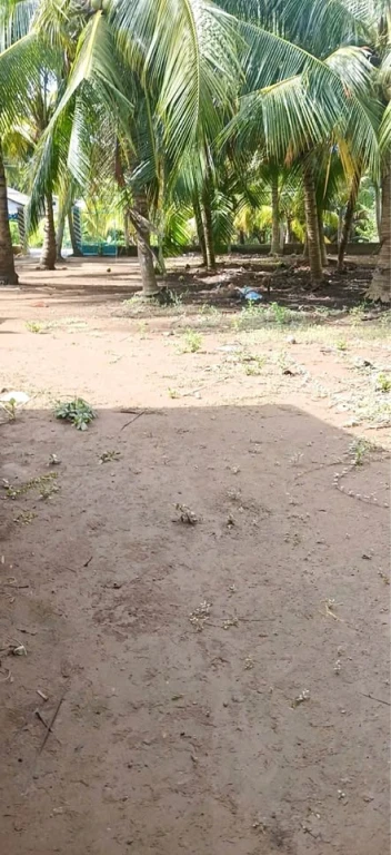 THÀNH THỚI B _MỎ CÀY NAM