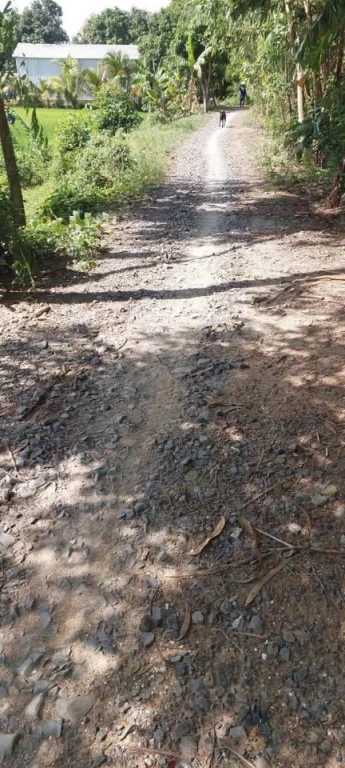 🌾 BÁN 5 CÔNG RUỘNG