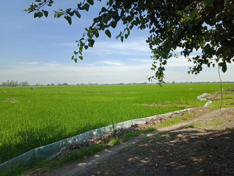 RUỘNG ĐÊ!!! RUỘNG TỐT TẠI CHÂU THÀNH, AN GIANG ĐÊ chữ ê kéo dài....