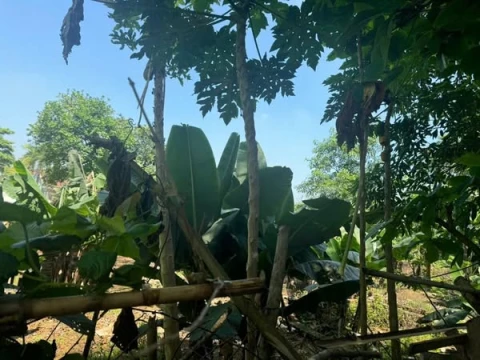 🌿 BÁN ĐẤT KHU 3 – HY CƯƠNG – PHÚ THỌ – GẦN ĐỀN HÙNG 🌿