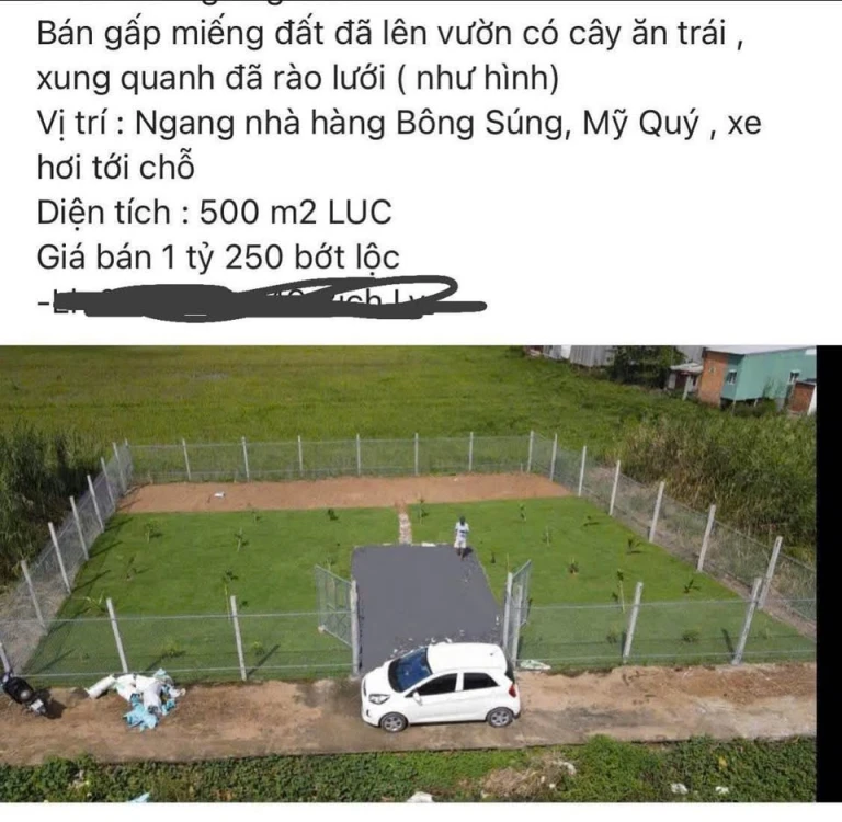 500 mv cây lâu năm mỹ quí