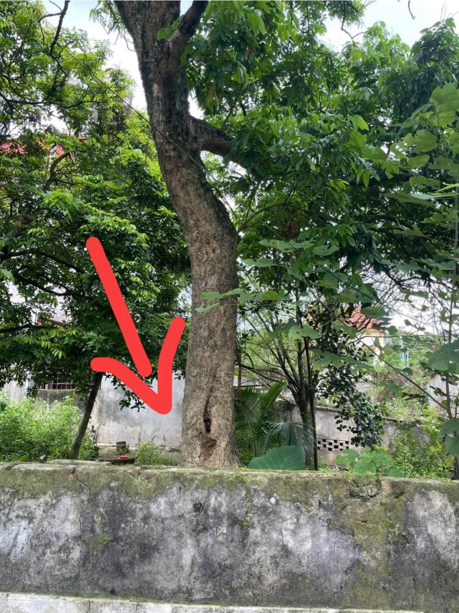 Chính chủ cần bán lô đất Trung Tâm tt Lương Bằng