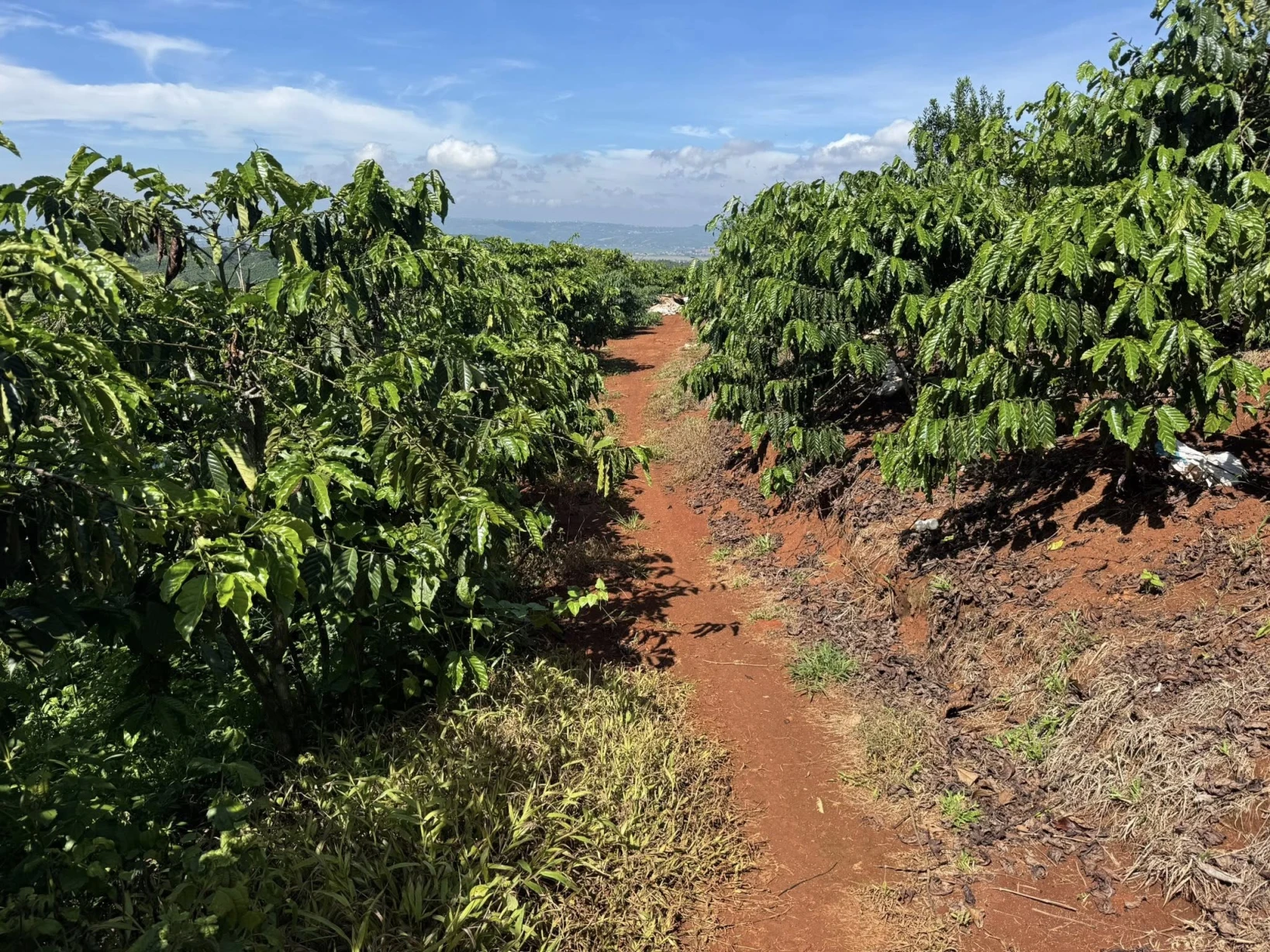Mình chính chủ cần bán 2 lô đất