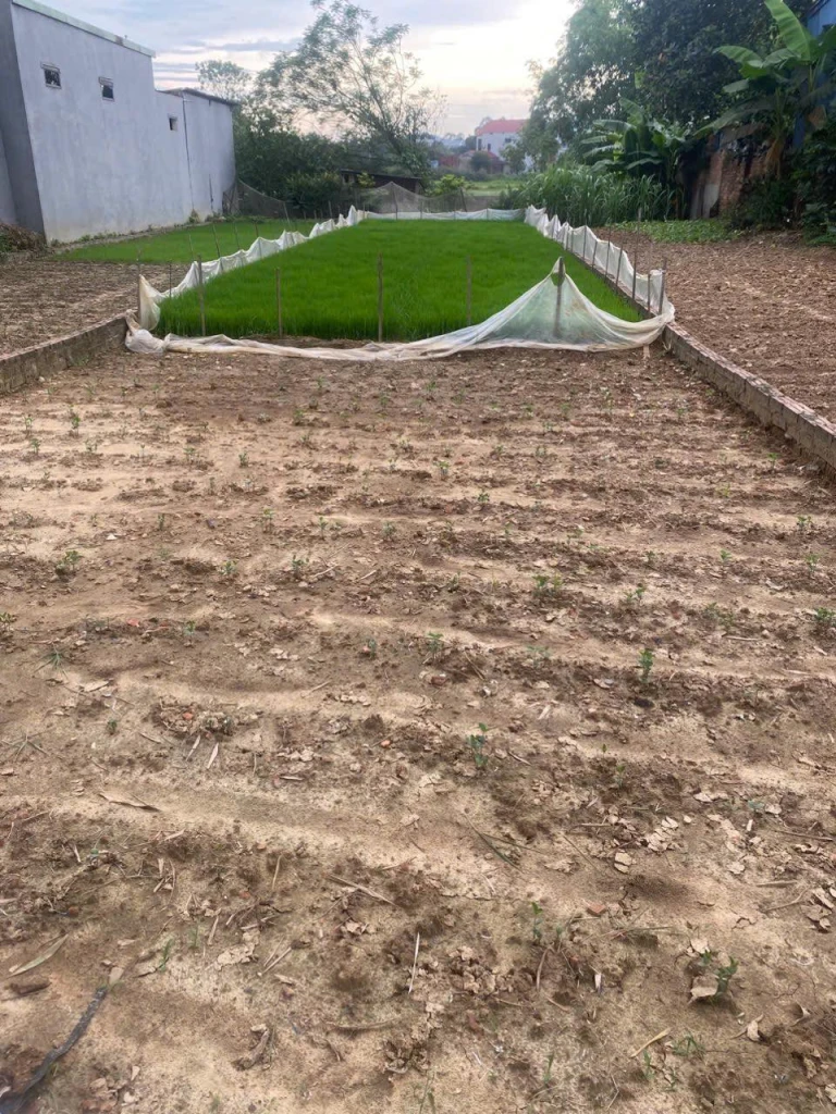 133m2 có 100m2 thổ cư đường rộng 4m sát chục chính thôn