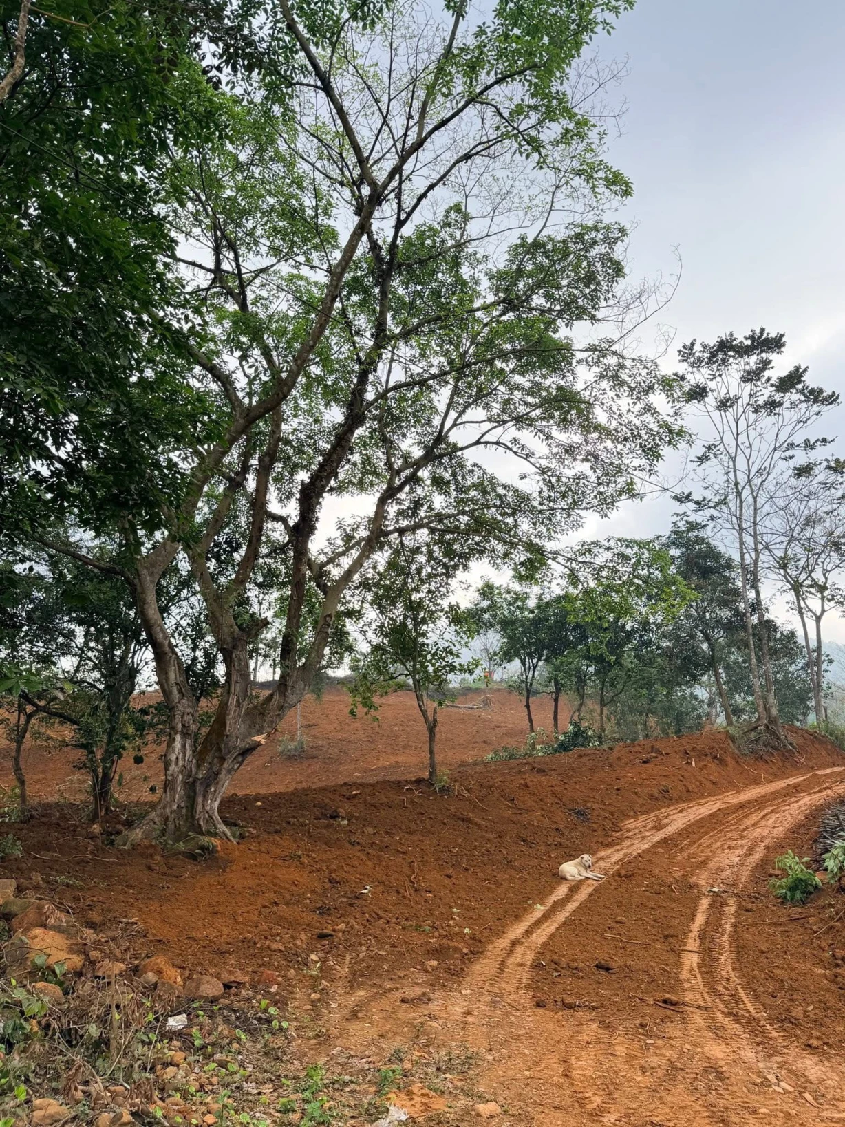 CƠ HỘI ĐẦU TƯ SINH LỜI, BÁN LÔ ĐẤT TẠI CAO PHONG, HÒA BÌNH.