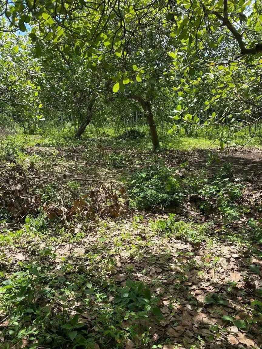 CHÍNH CHỦ CẦN BÁN ĐẤT XÃO ĐIỀU, ẤP 2, LỘC ĐIỀN, LỘC NINH, BÌNH PHƯỚC