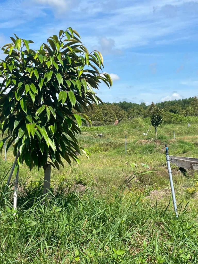 CHÍNH CHỦ BÁN 7.000M² ĐẤT NHÀ VƯỜN GẦN KCN PHƯỚC ĐÔNG – MẶT TIỀN 54M - HUYỆN GÒ DẦU, TÂY NINH - GIÁ 4TỶ800