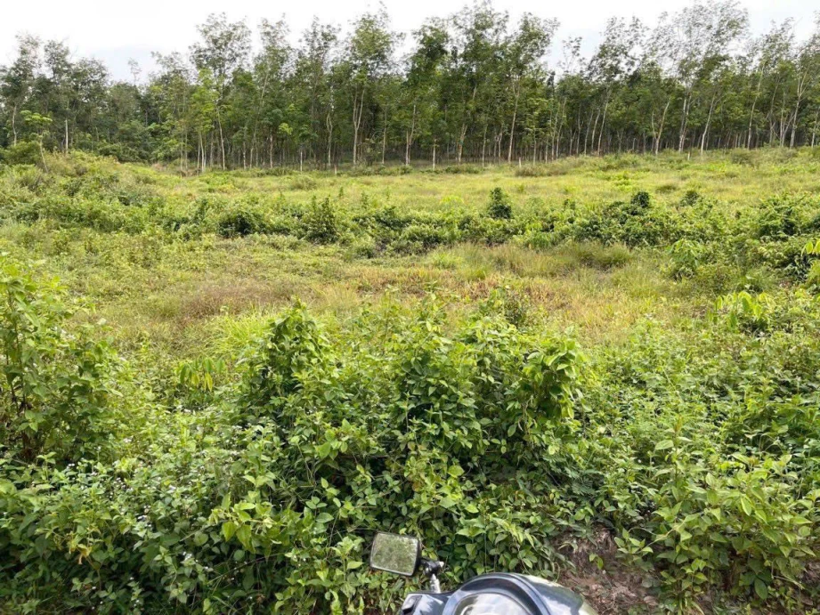 BÁN ĐẤT-  XÃ ĐỊNH THÀNH – HUYỆN DẦU TIẾNG, BÌNH DƯƠNG