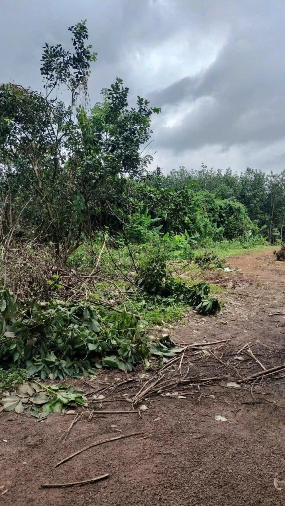 BÁN GẤP 9 SÀO BƯỞI TẠI SÓC RUỘNG, TÂN HƯNG, HỚN QUẢN- BÌNH PHƯỚC