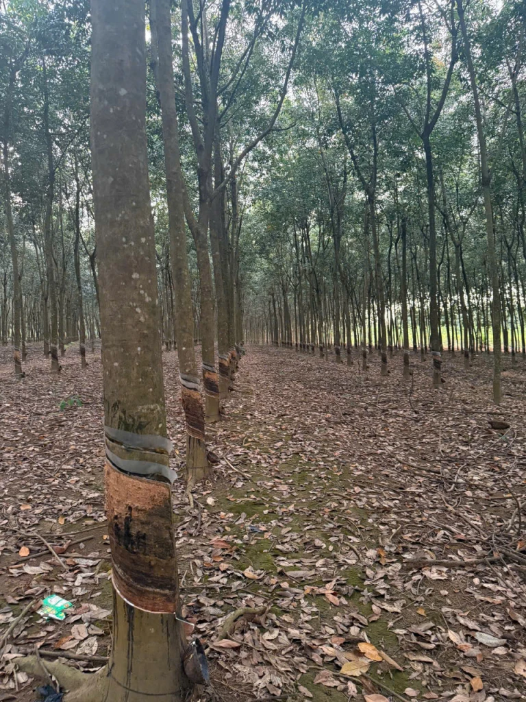 CHÍNH CHỦ BÁN GẤP ĐẤT - XÃ TÂN THÀNH – ĐỒNG XOÀI- BÌNH PHƯỚC