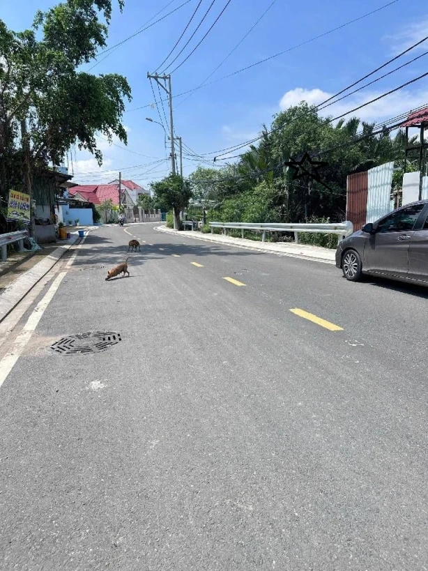 CƠ HỘI GIÁ HỜI MUA ĐẤT THỔ CƯ 1800M2 TẠI CỦ CHI SỔ HỒNG CHÍNH CHỦ   VỚI VỊ TRÍ TUYỆT ĐẸP TRÊN TỈNH LỘ 15