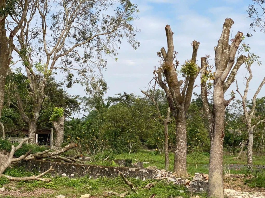CHỦ CHUYỂN VIỆC – BÁN GẤP TRANG TRẠI DÒNG TIỀN SIÊU TỐT TẠI ĐÔNG PHÚ , ĐÔNG SƠN, THANH HÓA