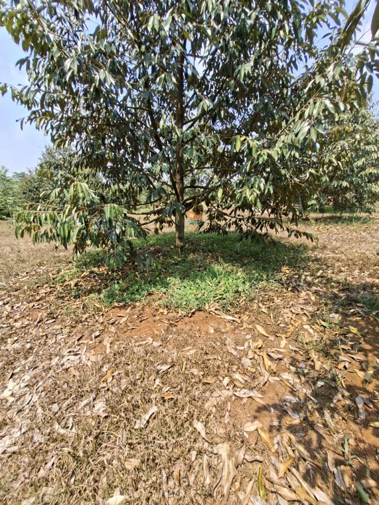 BÁN VƯỜN SẦU RIÊNG ĐẤT ĐỒNG NAI 240.TIẺU