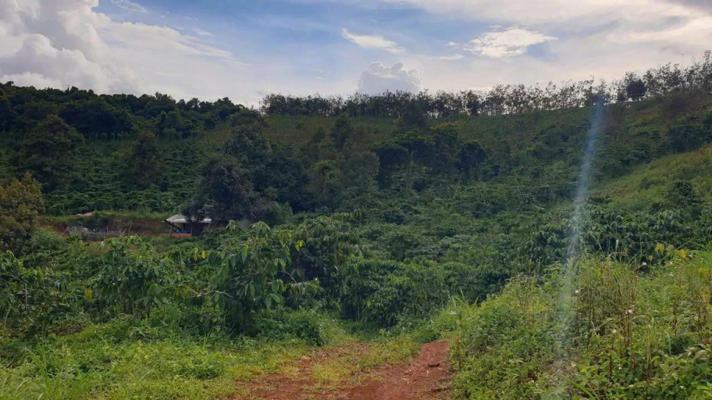 BÁN ĐẤT RẪY 4,04 HA – FULL CÀ PHÊ – BẮC GIA NGHĨA, LÂM ĐỒNG